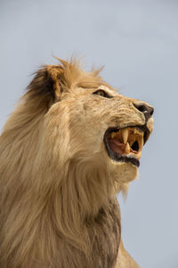 Close-up of a cat against white background