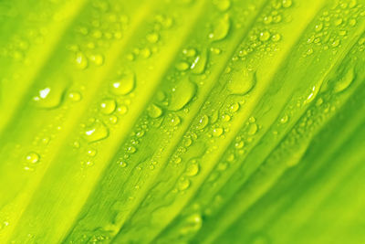 Full frame shot of wet green leaves