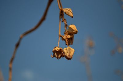 Close-up of plant