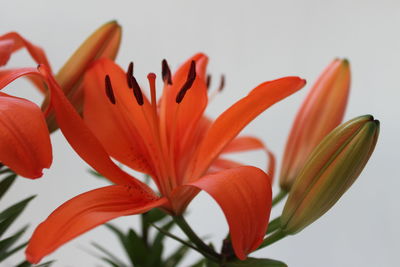 Close-up of orange day lily blooming outdoors