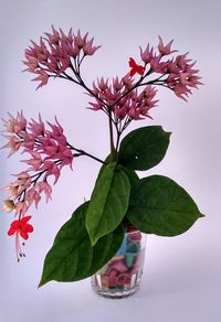 Close-up of pink flower tree against sky