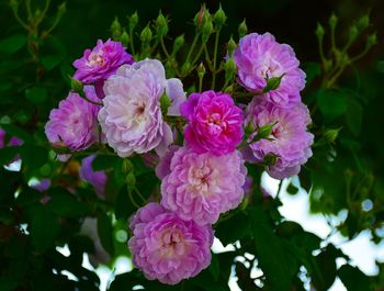 Close-up of pink flower