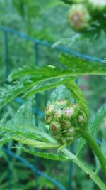 Close-up of plant