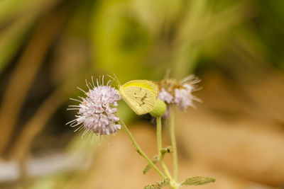 Close-up of purple flowers