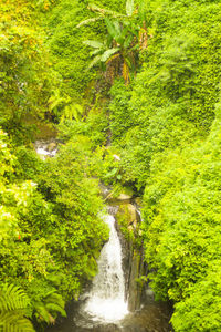 Scenic view of waterfall amidst trees in forest