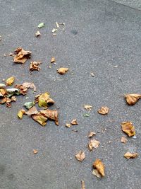 Fallen leaves on road