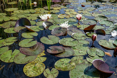 Lotus water lily in lake