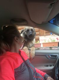 Dog sitting in car