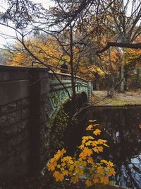 Close-up of plants against the sky