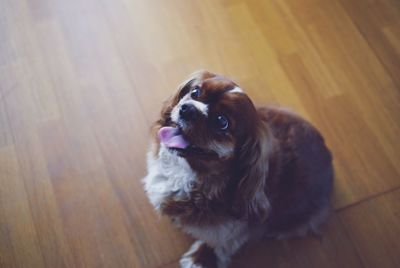 High angle view of dog looking away