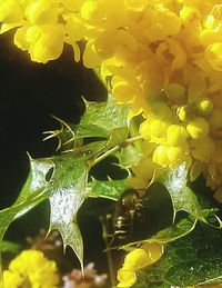 Close up of yellow flowers