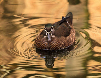 Brown female wood duck aix sponsa in bonita springs, florida