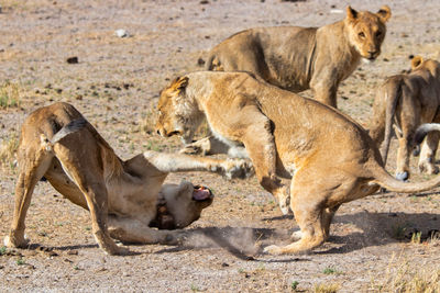 Two lionesses fight