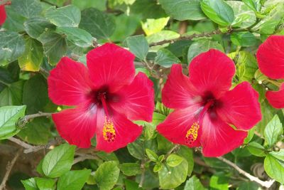 Close-up of red flower