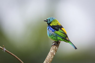 Close-up of bird perching on branch