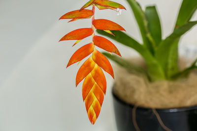 Close-up of orange plant