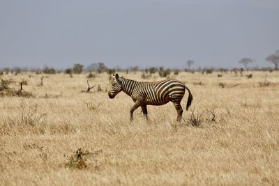 Zebra on field