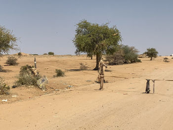 Trees on desert against clear sky