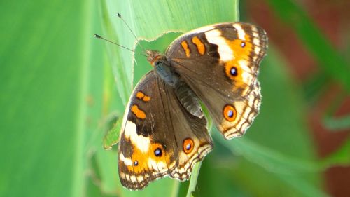 Close-up of butterfly on leaf