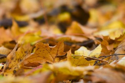 Close-up of dry maple leaves