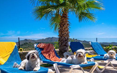 Close-up of dogs sitting on deck chairs against clear sky