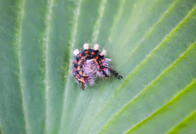 Close-up of insect on leaf