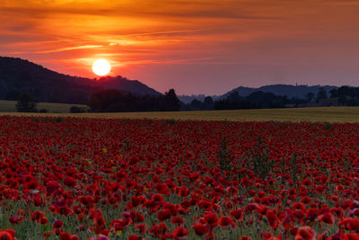 Scenic view of red flowering field against sky during sunset