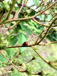 Close-up of insect on plant