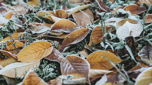 Close-up of autumn leaves