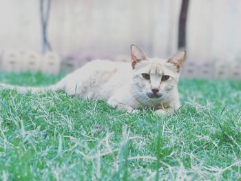 Portrait of cat lying on grass