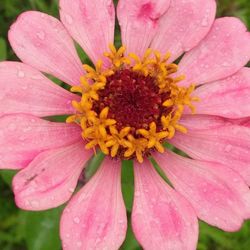 Close-up of pink flower blooming outdoors