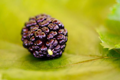 Close-up of strawberry