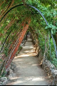 Footpath in forest