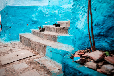 Cats sitting on steps