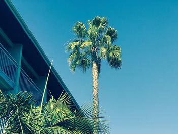 Low angle view of tree against clear sky