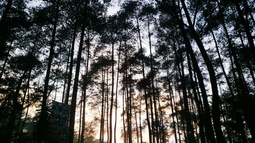 Low angle view of trees in forest against sky