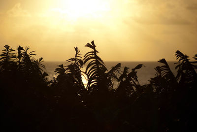 Plants at sunset