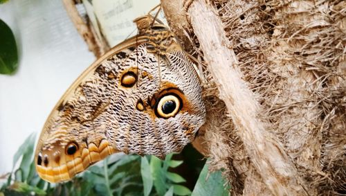 Close-up of butterfly