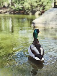 Duck swimming in lake