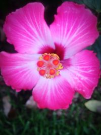 Close-up of pink flower blooming outdoors