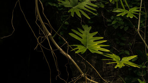 Close-up of plants at night