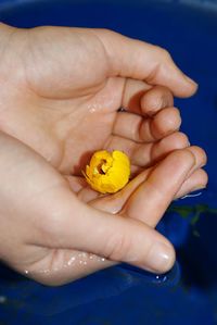 Close-up of hand holding small flower