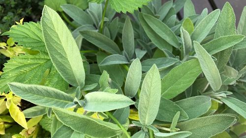 Close-up of green plant