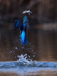 View of bird in water
