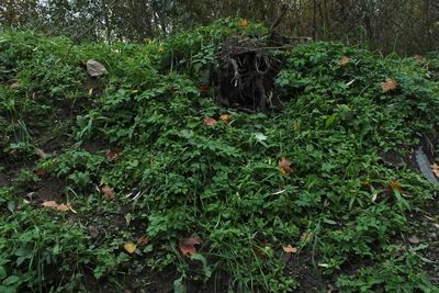 High angle view of plants growing on field