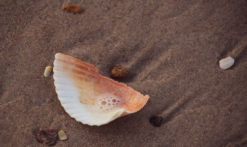 High angle view of shell on beach