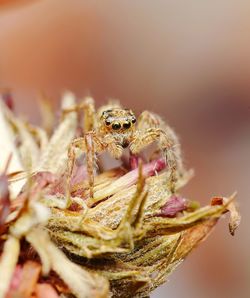 Close-up of spider on flower