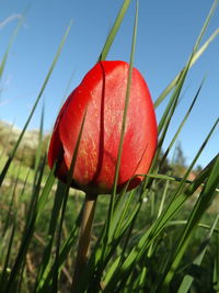 Close-up of plant growing on field