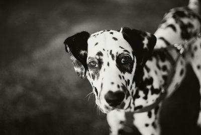 Portrait of dog