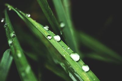 Close-up of raindrops on leaf